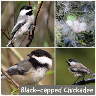 Black-capped Chickadee